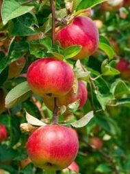 Amasya Elması Fidanı (2-3 Yaş, Tüplü)