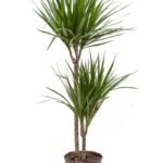 Marginata (Dracaena Marginata)