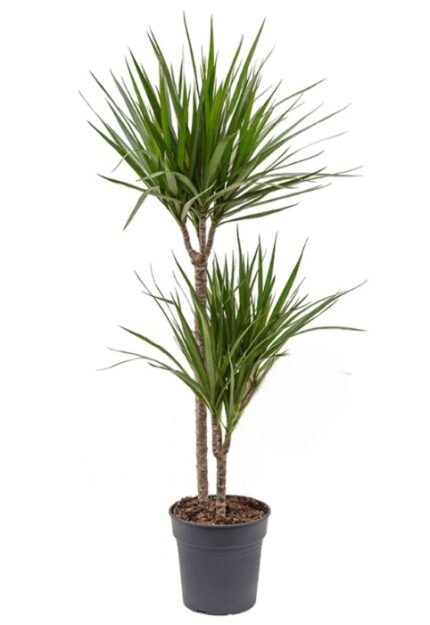 Marginata (Dracaena Marginata)