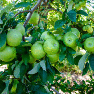 Granny Smith Elma Fidanı (2-3 Yaş, Tüplü)