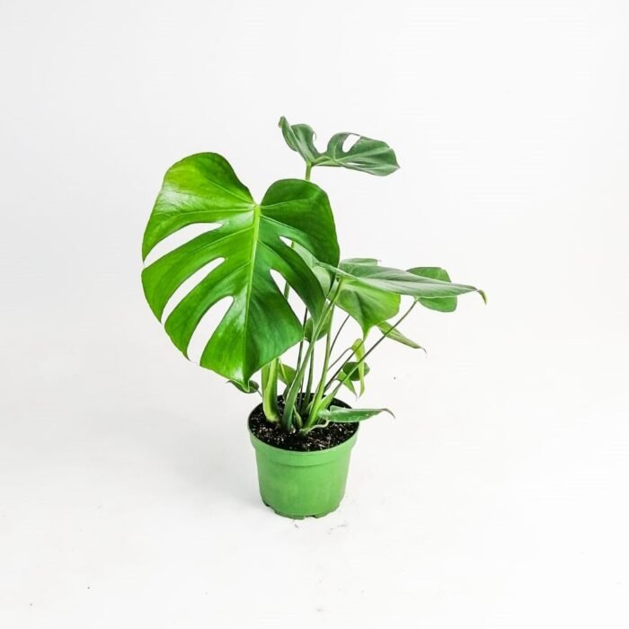 Deve Tabanı (Monstera Deliciosa) - Görsel 1