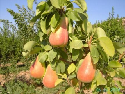 Etrucha Armut