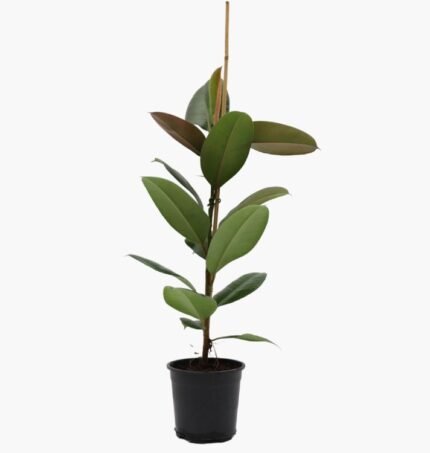 Kauçuk Çiçeği (Ficus Elastica)