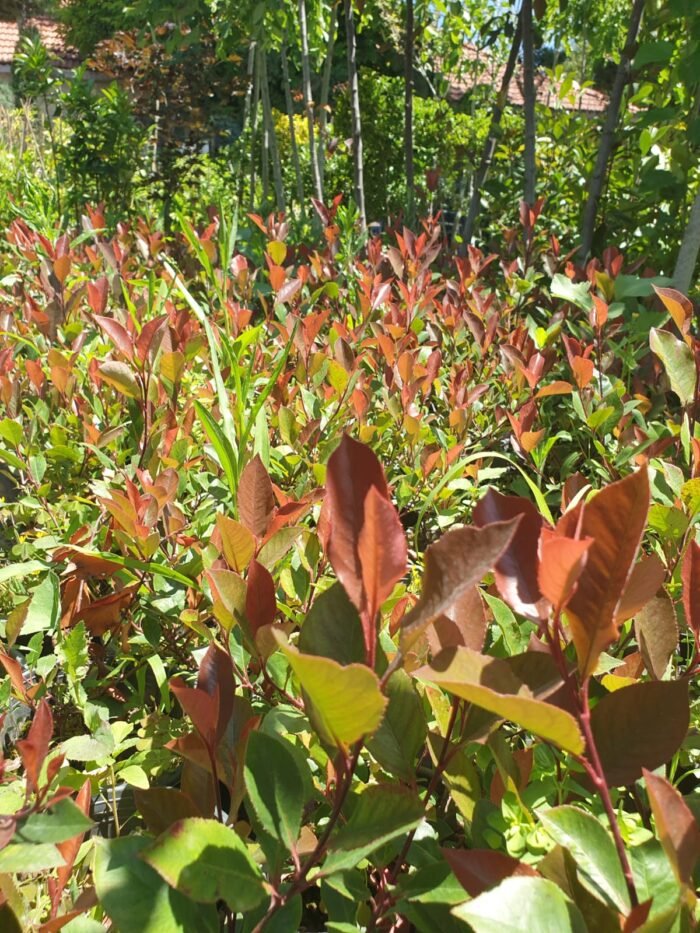 Alev Çalısı (Photinia x Red Robin) 50cm - 100cm - Görsel 2