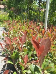 Alev Çalısı (Photinia x Red Robin) 50cm - 100cm - Görsel 3