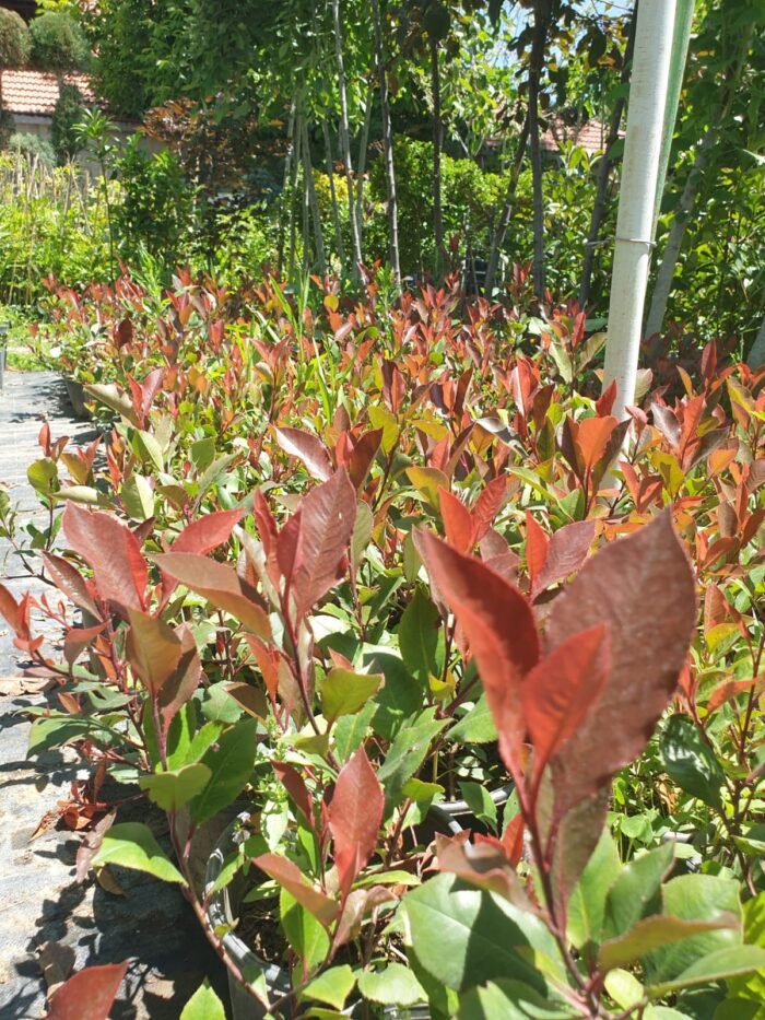 Alev Çalısı (Photinia x Red Robin) 50cm - 100cm - Görsel 3
