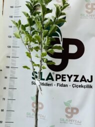 Golden Elma Fidanı (2-3 Yaş, Tüplü) - Görsel 2