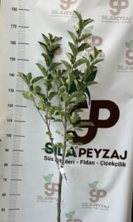Golden Elma Fidanı (2-3 Yaş, Tüplü) - Görsel 3