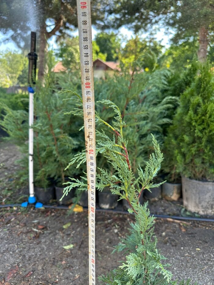 LEYLANDİ FİDANI – DOĞANIN YEŞİL DUVARI  60-80 cm - Görsel 2
