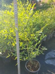 Nandina Domestica – Cennet Bambusu - Görsel 2