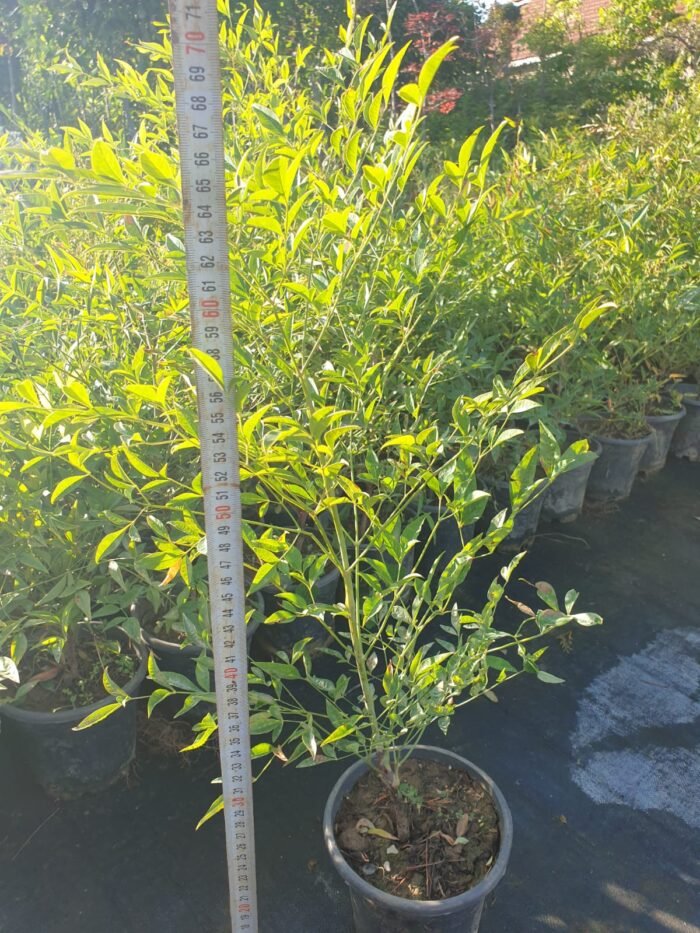 Nandina Domestica – Cennet Bambusu - Görsel 2
