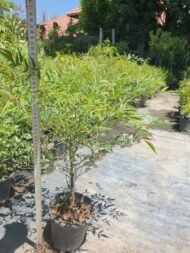 Nandina Domestica – Cennet Bambusu - Görsel 4