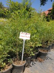 Nandina Domestica – Cennet Bambusu - Görsel 5
