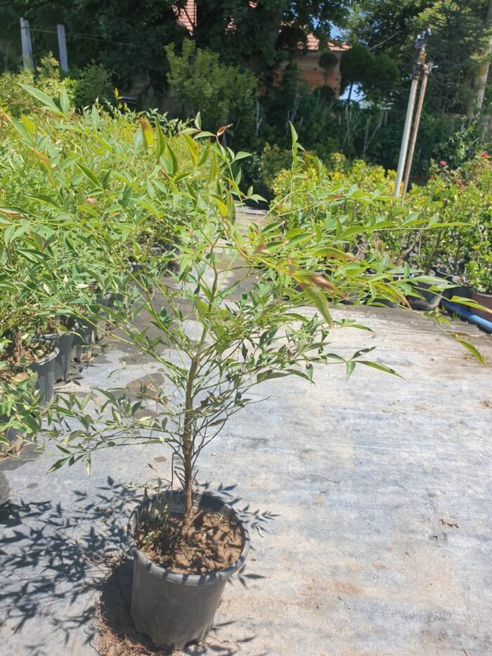Nandina Domestica – Cennet Bambusu - Görsel 6