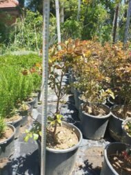 Oya Çalısı – Lagerstroemia indica (Kırmızı) - Görsel 5