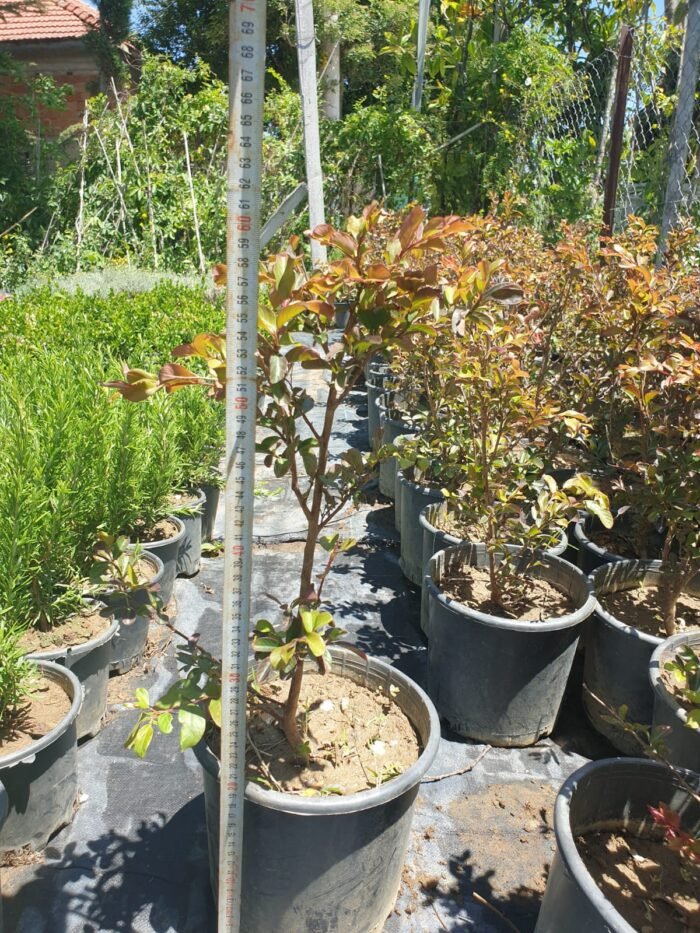 Oya Çalısı – Lagerstroemia indica (Kırmızı) - Görsel 5