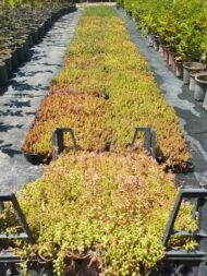 Yer Örtücü Sedum - Sukulent (Kasa ile Satış) – Dört Mevsim Canlı, Doğal Halı Etkisi! - Görsel 2