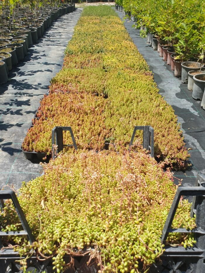 Yer Örtücü Sedum - Sukulent (Kasa ile Satış) – Dört Mevsim Canlı, Doğal Halı Etkisi! - Görsel 2