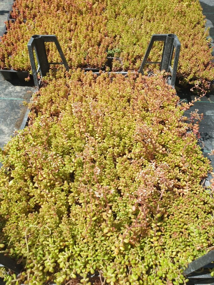 Yer Örtücü Sedum - Sukulent (Kasa ile Satış) – Dört Mevsim Canlı, Doğal Halı Etkisi! - Görsel 3