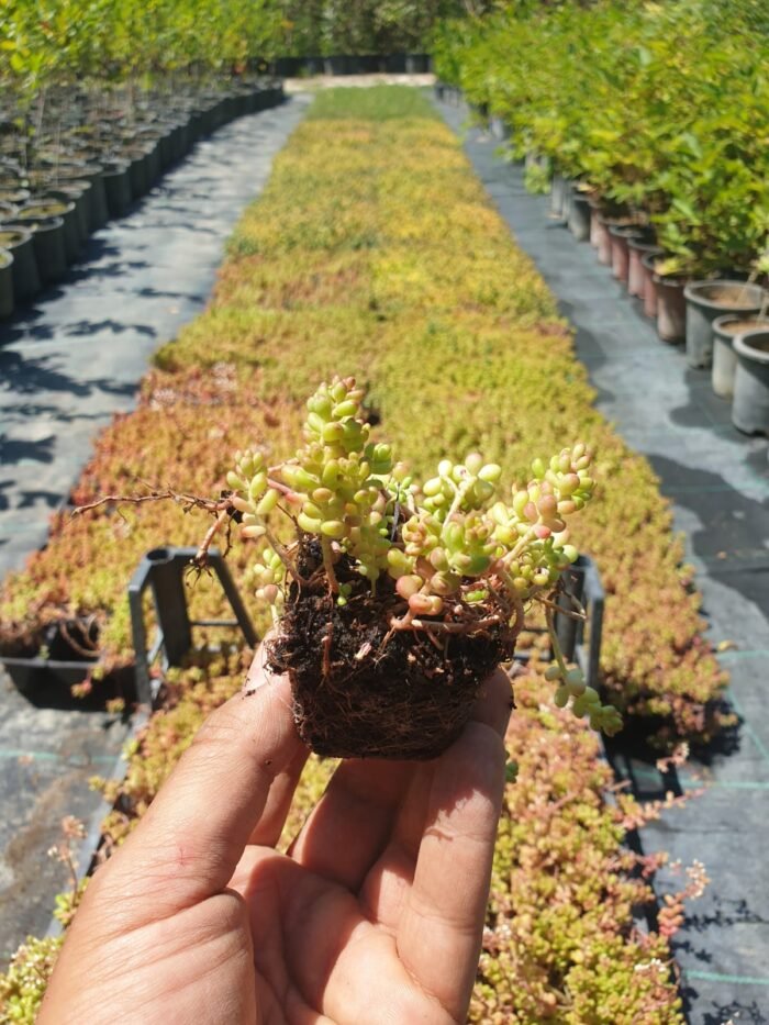 Yer Örtücü Sedum - Sukulent (Kasa ile Satış) – Dört Mevsim Canlı, Doğal Halı Etkisi! - Görsel 4