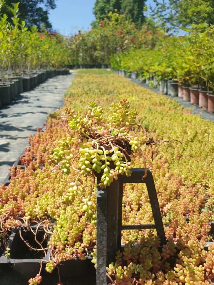 Yer Örtücü Sedum - Sukulent (Kasa ile Satış) – Dört Mevsim Canlı, Doğal Halı Etkisi! - Görsel 5