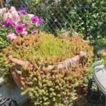 Yer Örtücü Sedum - Sukulent (Kasa ile Satış) – Dört Mevsim Canlı, Doğal Halı Etkisi!