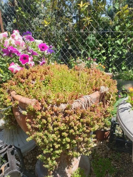 Yer Örtücü Sedum - Sukulent (Kasa ile Satış) – Dört Mevsim Canlı, Doğal Halı Etkisi!
