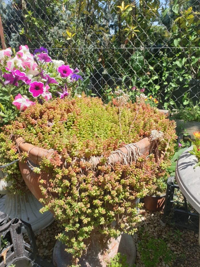 Yer Örtücü Sedum - Sukulent (Kasa ile Satış) – Dört Mevsim Canlı, Doğal Halı Etkisi! - Görsel 1