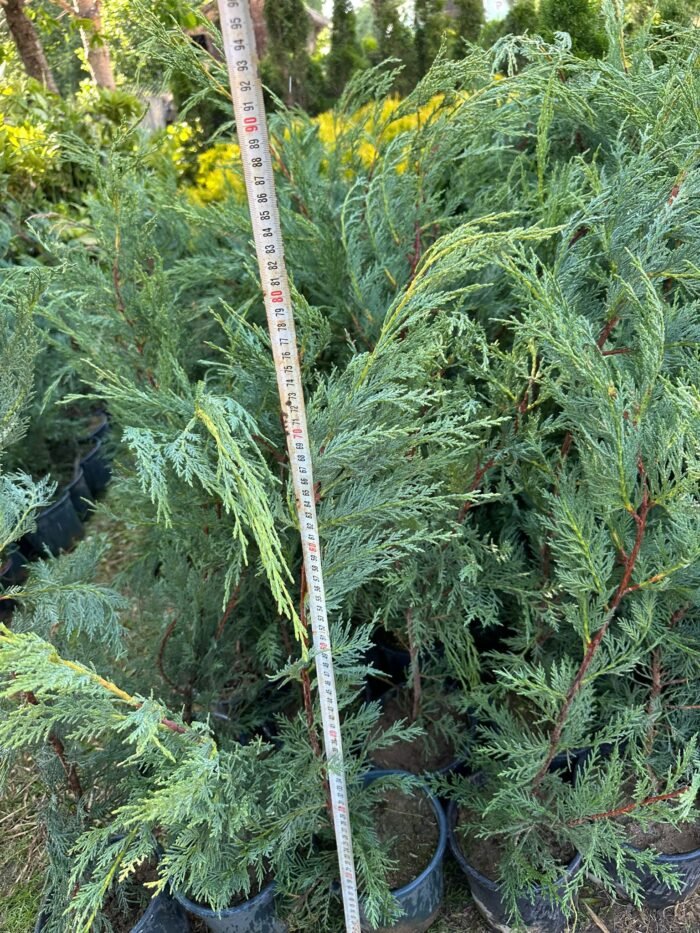 LEYLANDİ FİDANI – DOĞANIN YEŞİL DUVARI  60-80 cm - Görsel 5