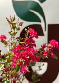 Oya Çalısı – Lagerstroemia indica (Kırmızı) - Görsel 2