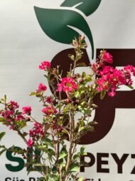 Oya Çalısı – Lagerstroemia indica (Kırmızı) - Görsel 3
