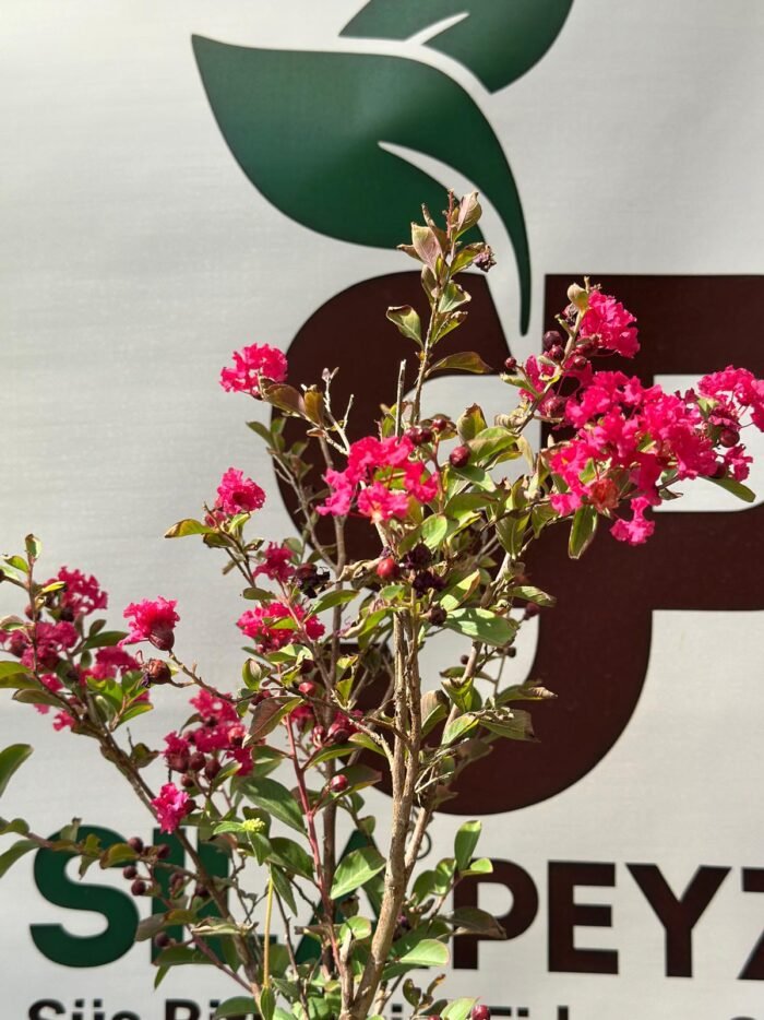 Oya Çalısı – Lagerstroemia indica (Kırmızı) - Görsel 3