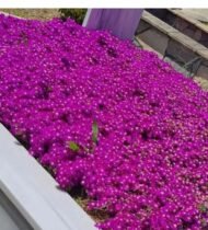 Acem Halısı (Sedum Spurium) - Görsel 4