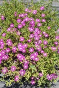 Acem Halısı (Sedum Spurium)