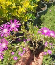 Acem Halısı (Sedum Spurium) - Görsel 2