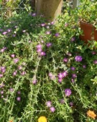 Acem Halısı (Sedum Spurium) - Görsel 3