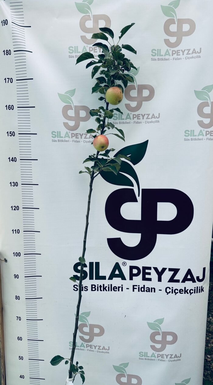 Arap Kızı Elma Fidanı (2-3 Yaş, Tüplü) - Görsel 4