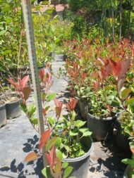 Alev Çalısı (Photinia x Red Robin) 50cm - 100cm - Görsel 4