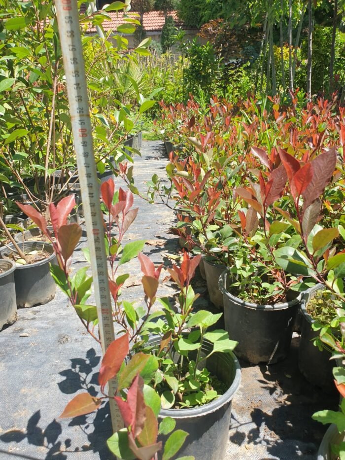 Alev Çalısı (Photinia x Red Robin) 50cm - 100cm - Görsel 4
