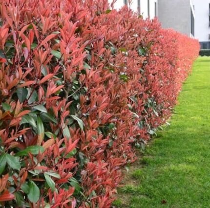 Alev Çalısı (Photinia x Red Robin) 50cm - 100cm