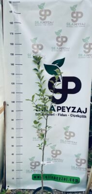 Amasya Elması Fidanı (2-3 Yaş, Tüplü) - Görsel 2