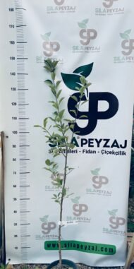 Amasya Elması Fidanı (2-3 Yaş, Tüplü) - Görsel 3