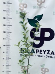 Amasya Elması Fidanı (2-3 Yaş, Tüplü) - Görsel 4