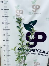 Amasya Elması Fidanı (2-3 Yaş, Tüplü) - Görsel 5