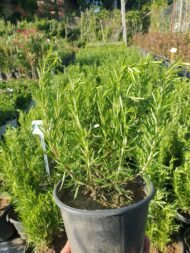 Biberiye Fidesi - Görsel 3