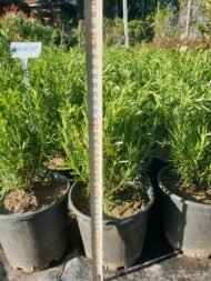 Biberiye Fidesi - Görsel 4