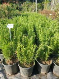 Biberiye Fidesi - Görsel 5