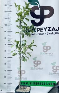 Granny Smith Elma Fidanı (2-3 Yaş, Tüplü) - Görsel 2