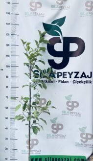Granny Smith Elma Fidanı (2-3 Yaş, Tüplü) - Görsel 3