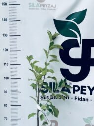 Granny Smith Elma Fidanı (2-3 Yaş, Tüplü) - Görsel 4